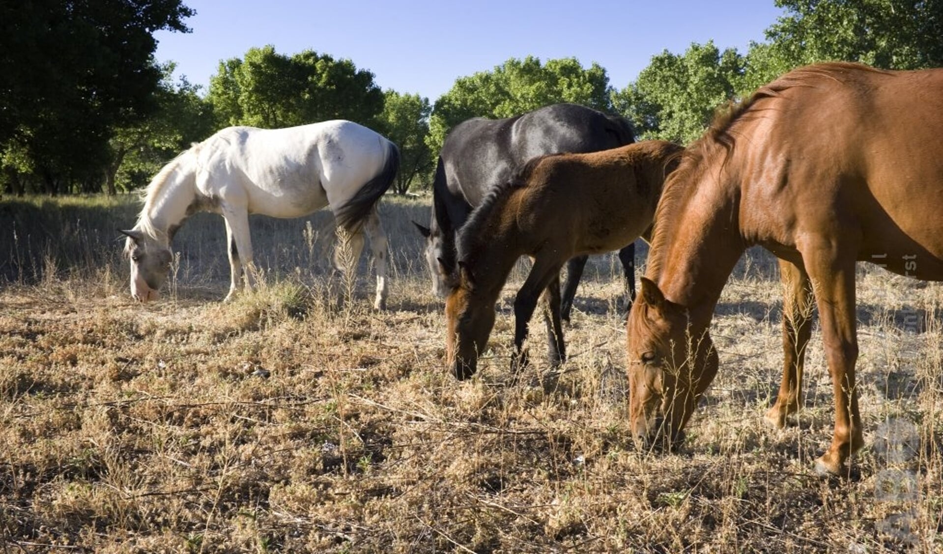 kudde wilde paarden amerika