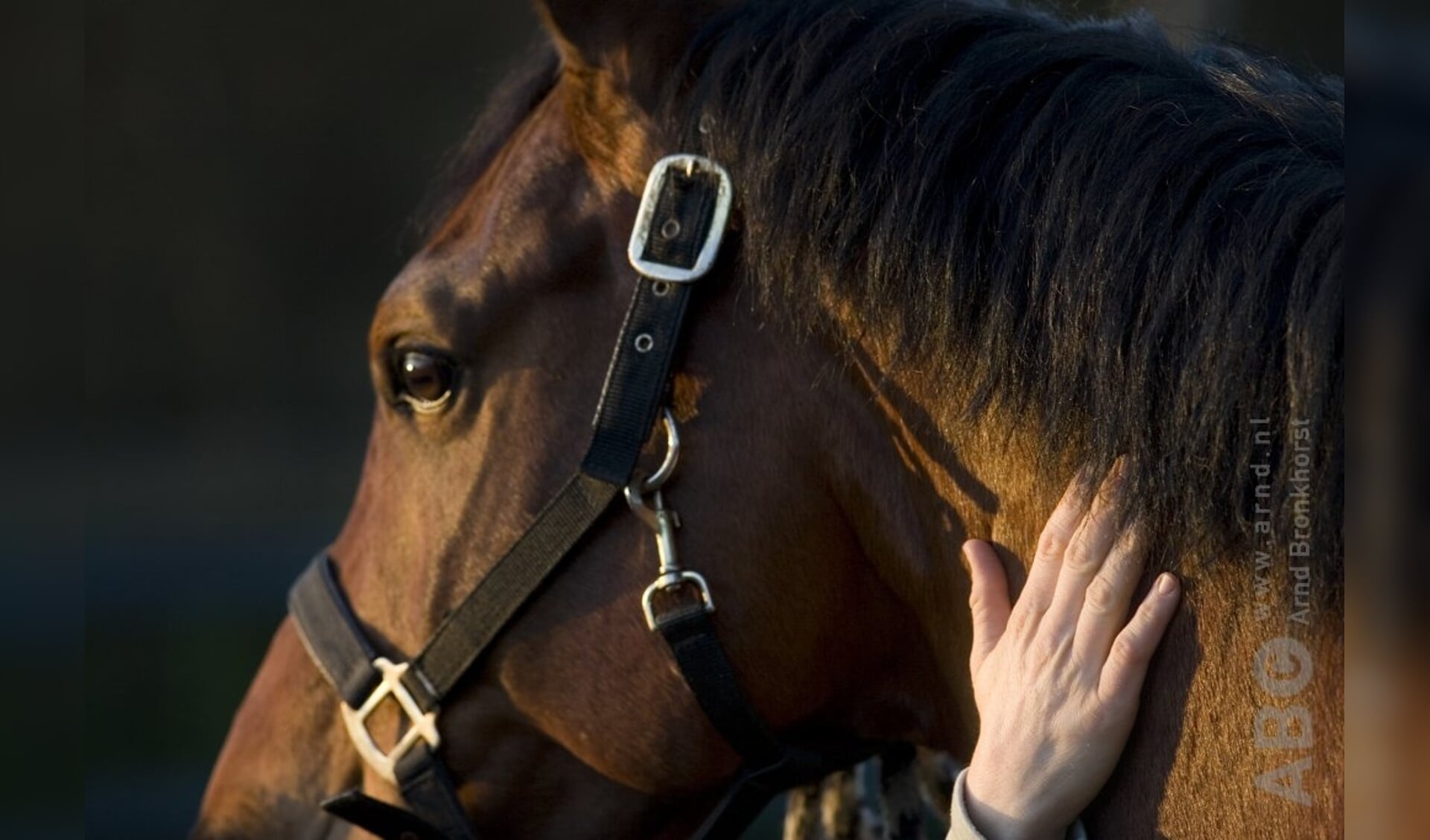 paardenwelzijn