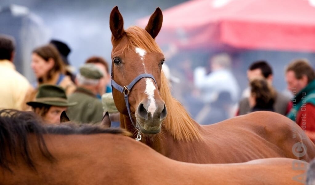 markt, paardenmarkt