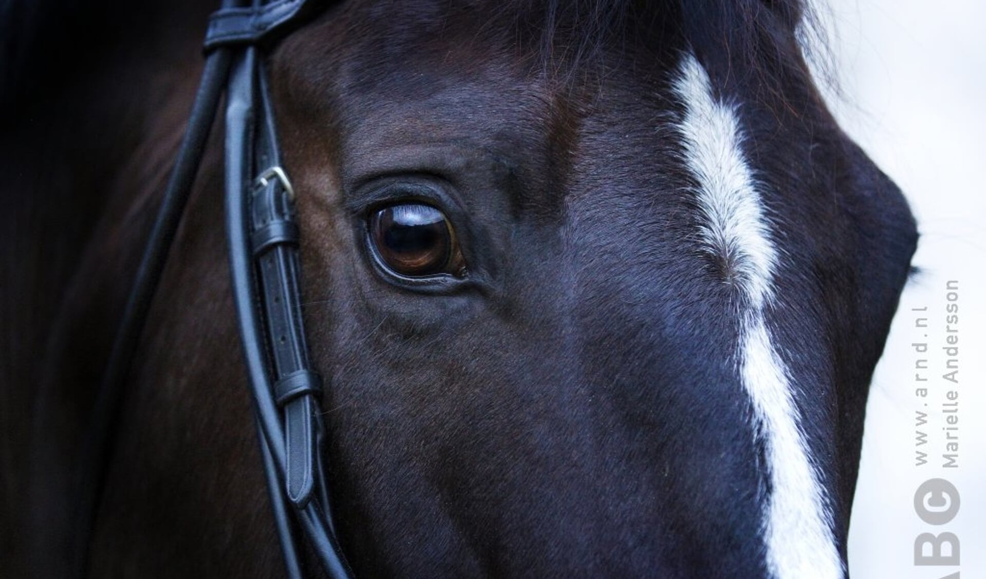 detail paard hoofd oog