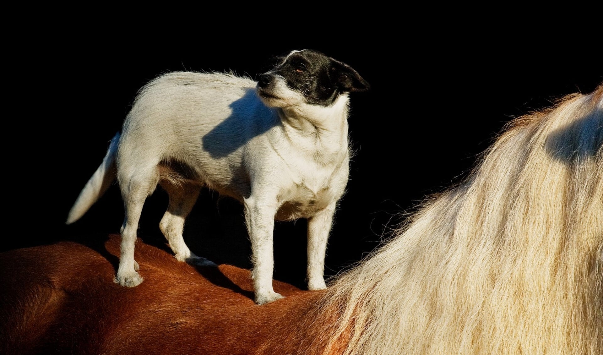 Paard versus hond