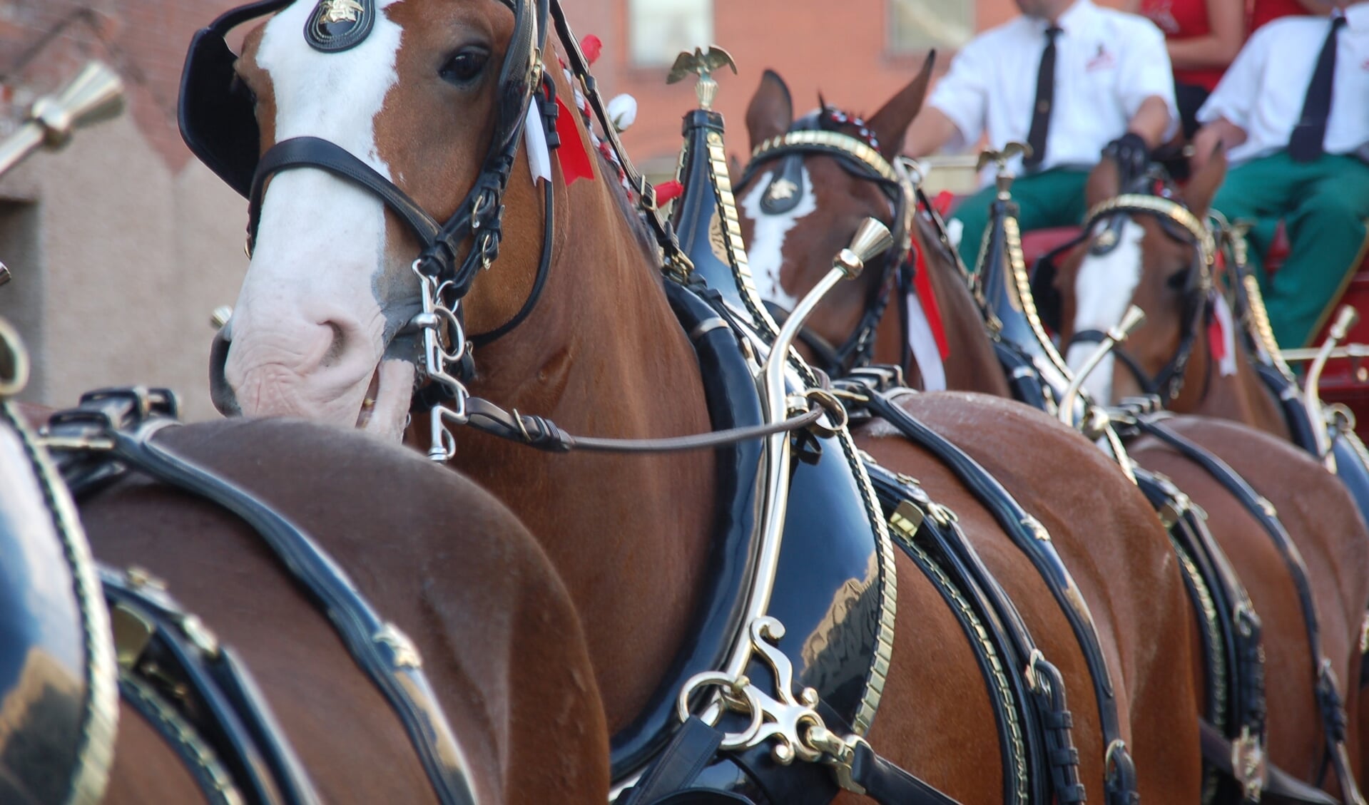 Tuig Clydesdales