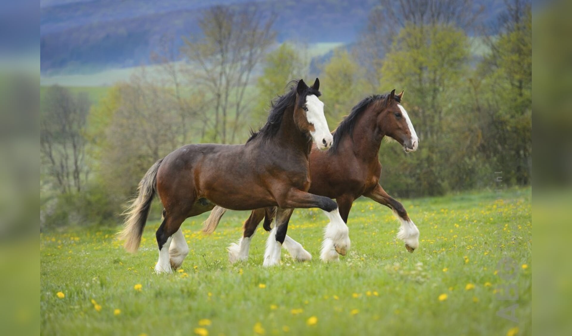 Clydesdale weide