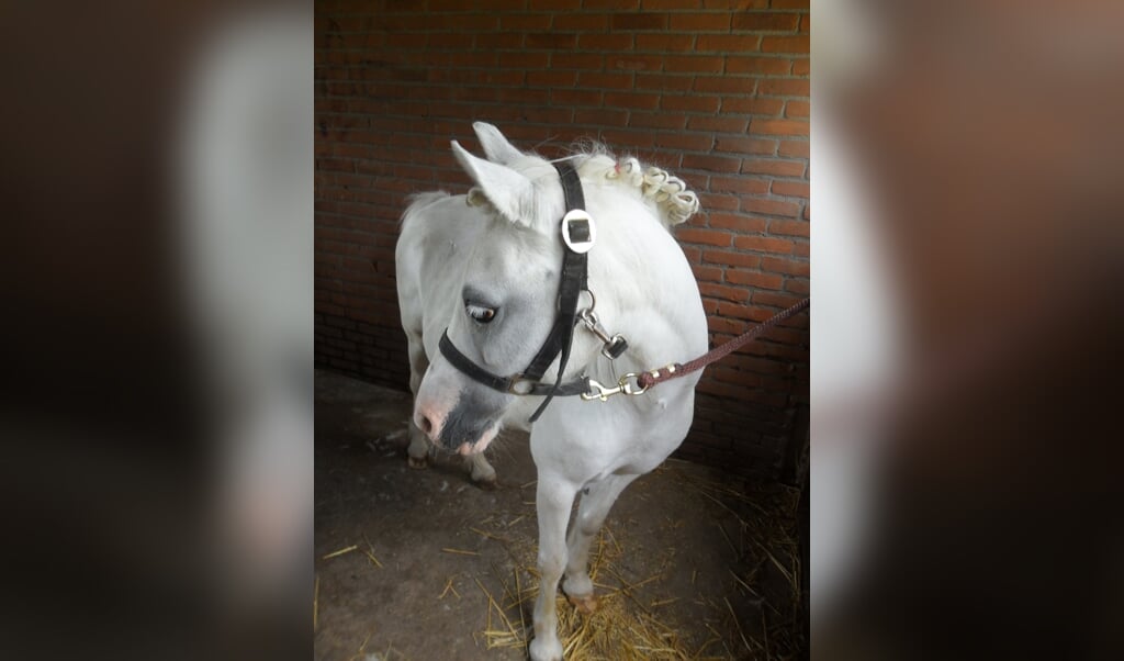 mijn-lieve-pony-015