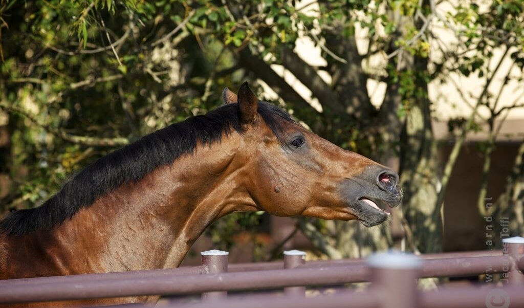 hinniken paard wei