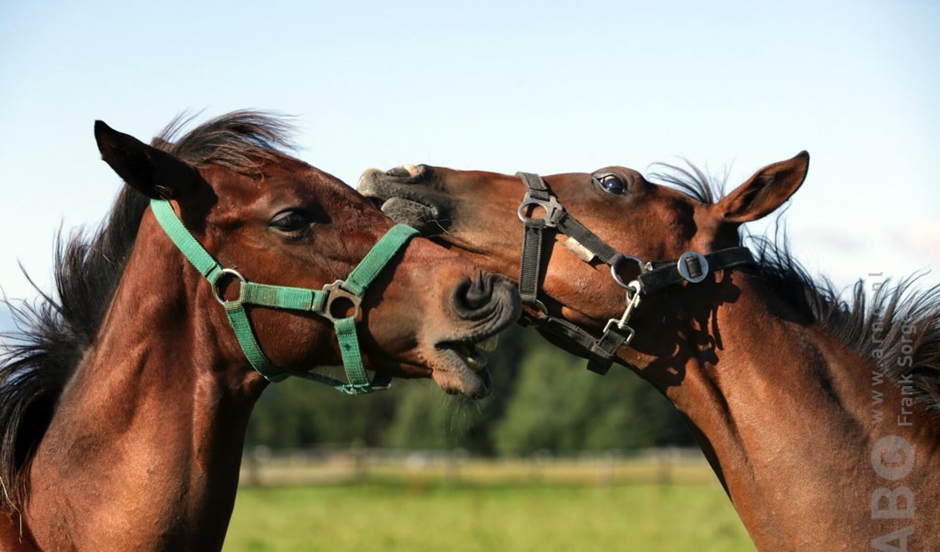 Paard helpt ander paard