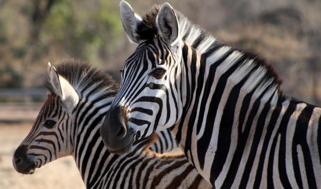 zebra met veulen