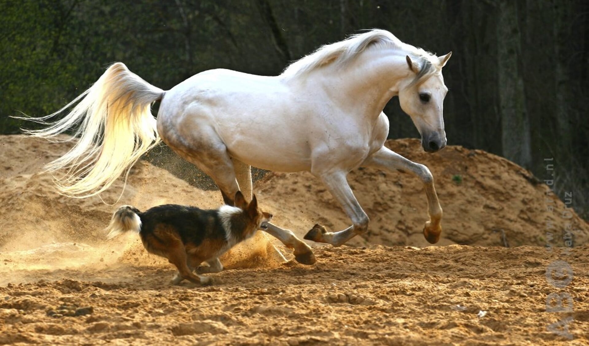 paard-en-hond