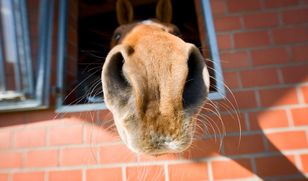 detail neus paard hoodf