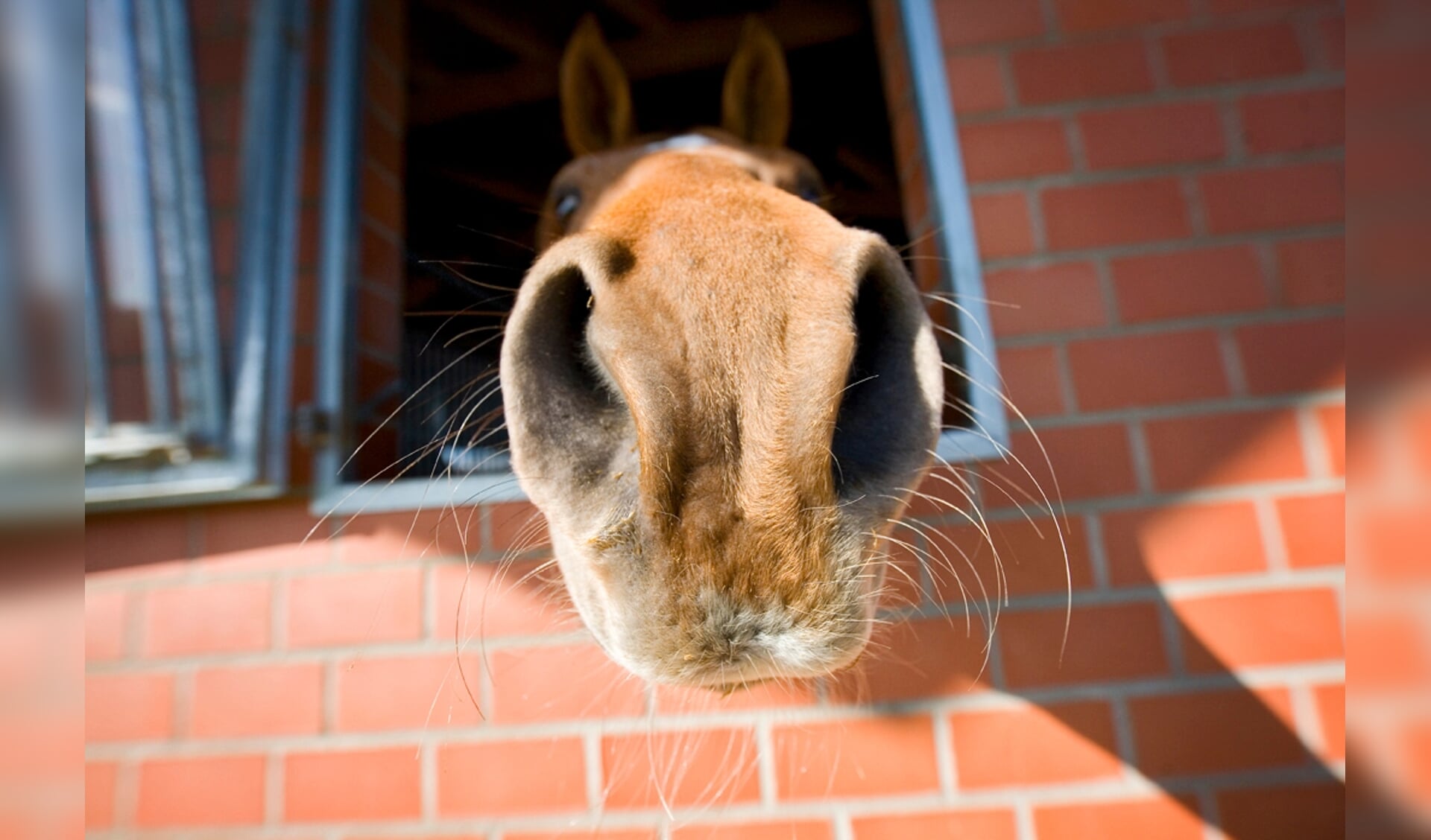 detail neus paard hoodf
