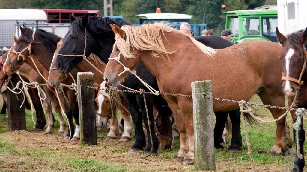 paardenmarkt