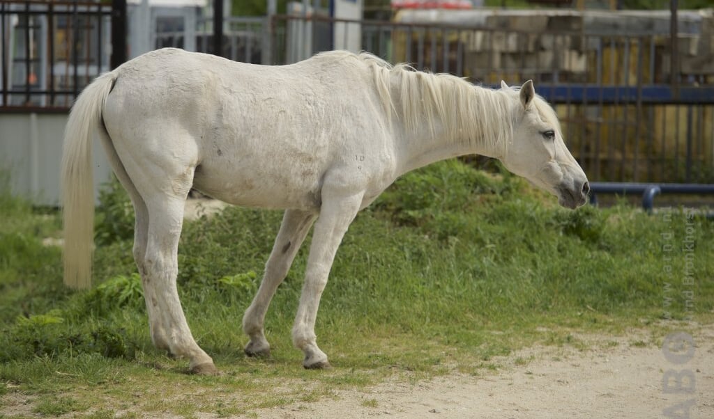 hoefbevangenheid