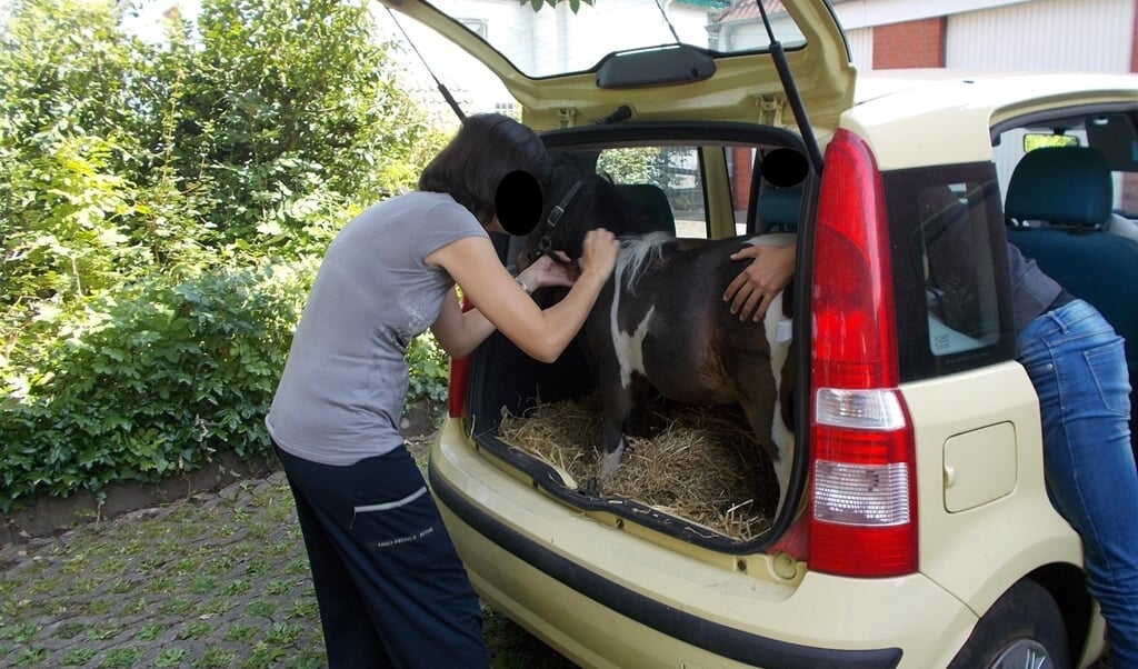 Shetlandpony in auto