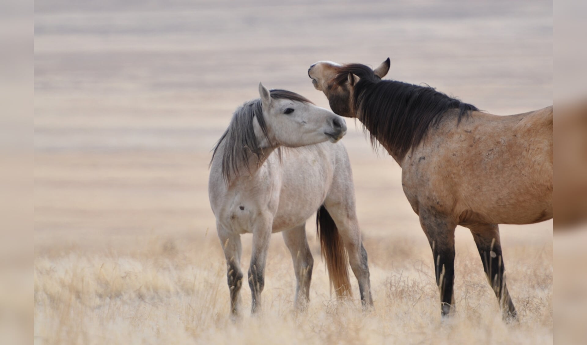 wilde paarden utah