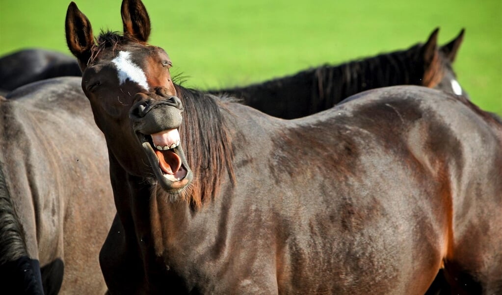 Lachend paard
