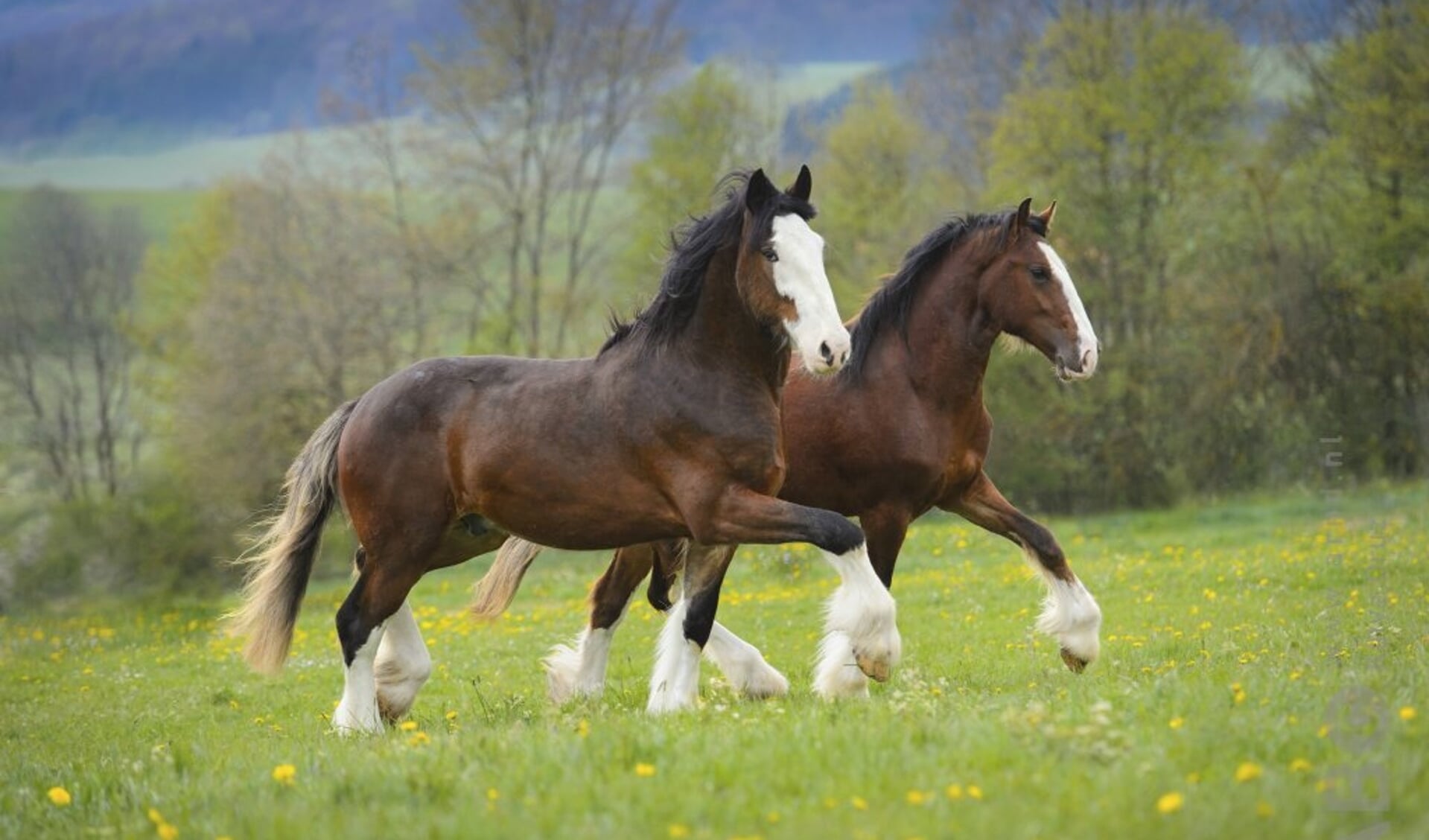 Clydesdales