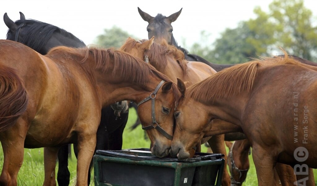 voeding wei eten paarden