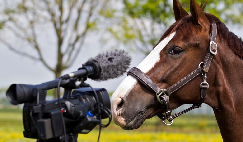 paard camera film vlog