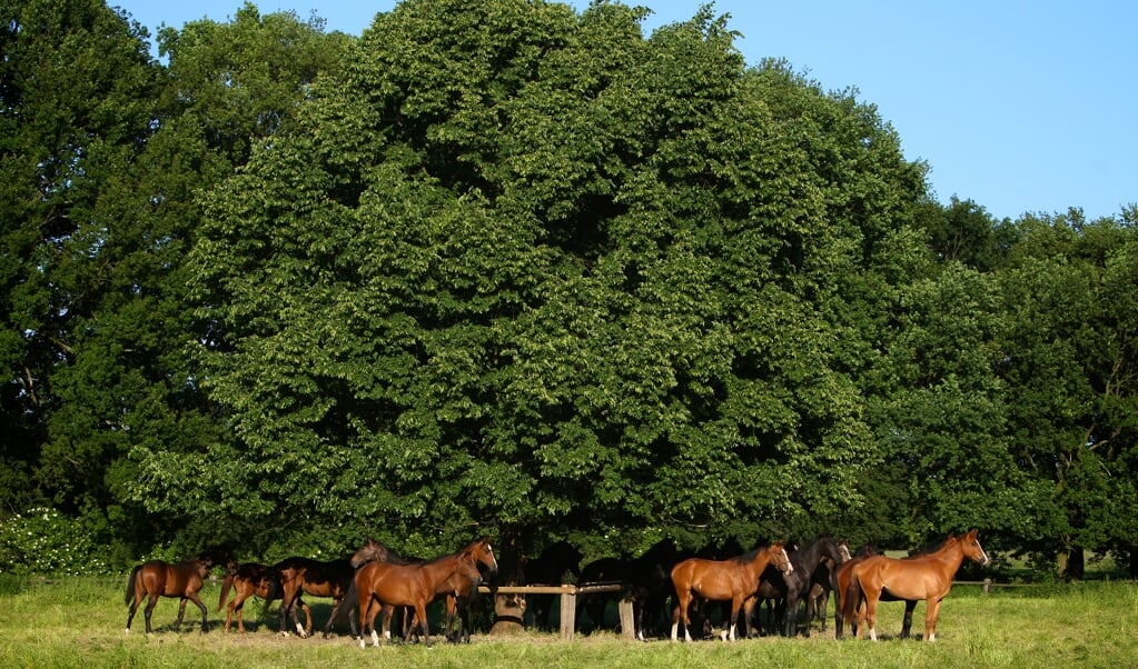 Gestuet Graditz, Pferde stehen auf der Weide unter einer Linde
