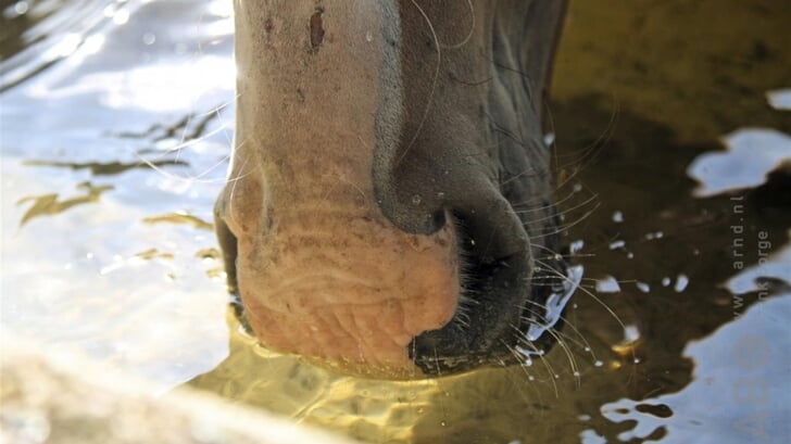Je paard moet altijd de beschikking hebben over schoon drinkwater