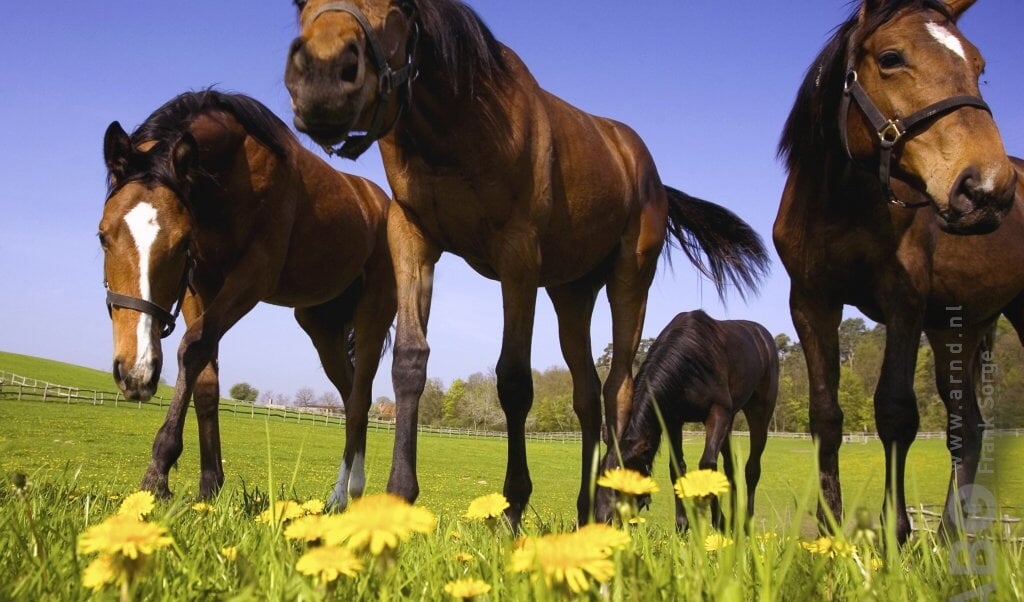paardenbloemen paardebloemen wei weide gras