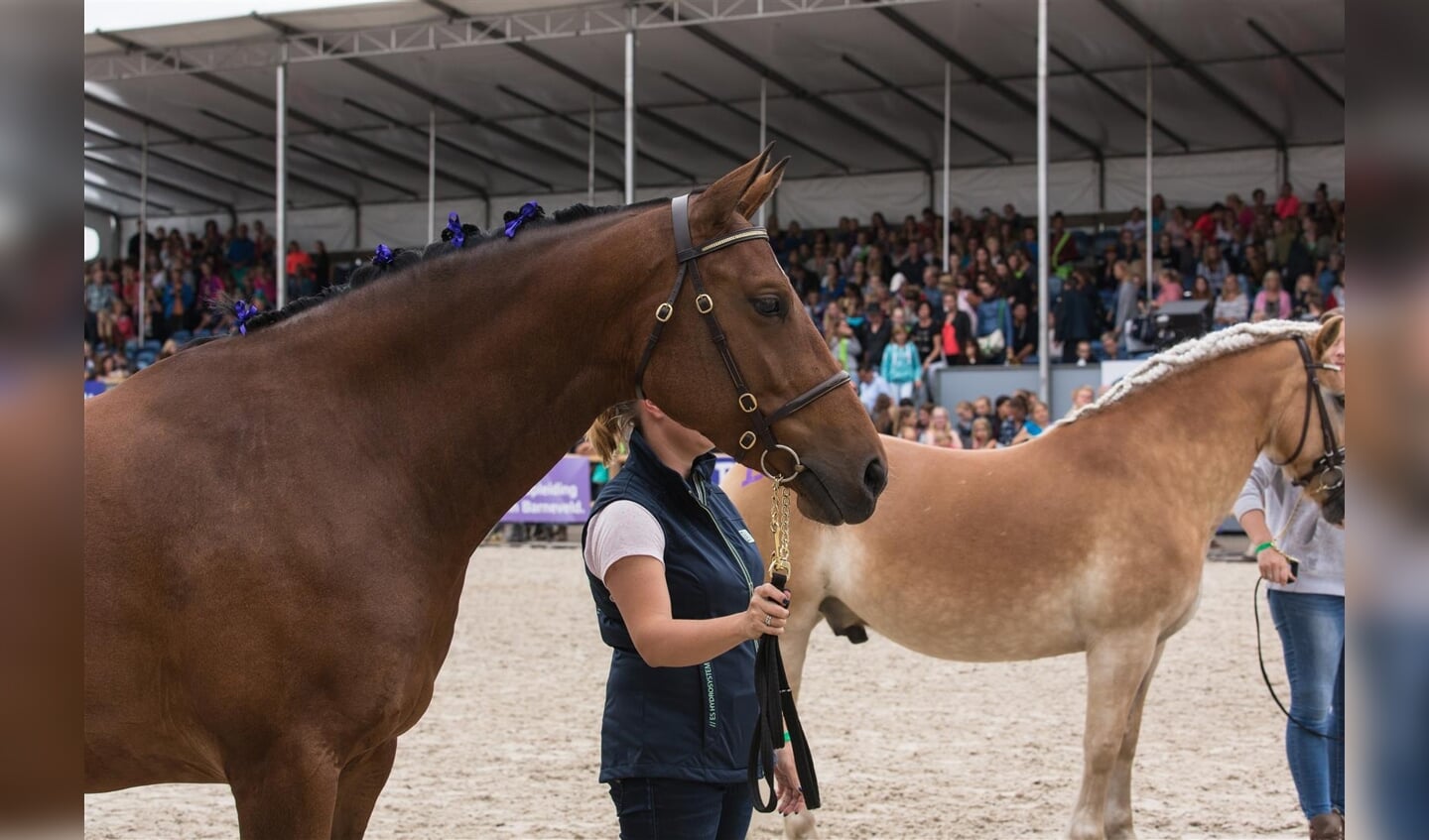 horse-event-fotos-julie-landrieu-7