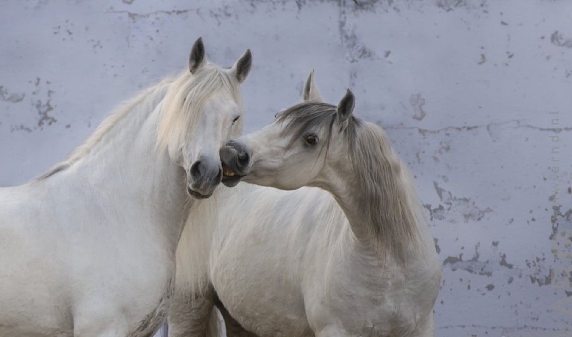 Een paard heeft behoefte aan sociaal contact met soortgenoten. Dat sociale contact is net zoals goed eten en drinken een basisbehoefte van het paard.