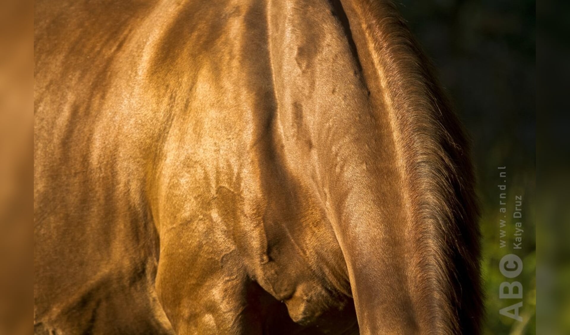 detail glans vacht