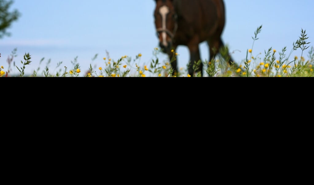 Etzean, Pferd grast auf einer ueppigen Weide
