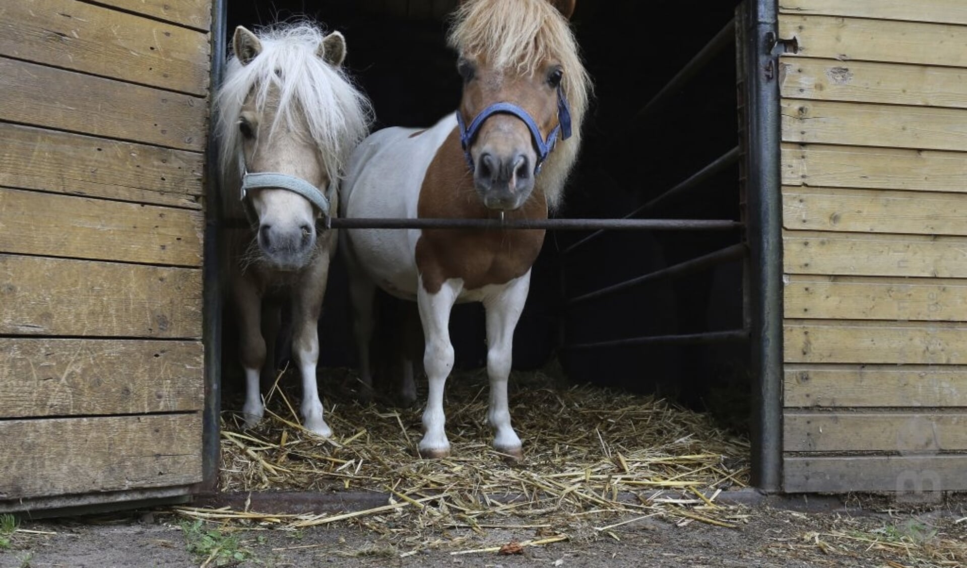 Pony's op stal