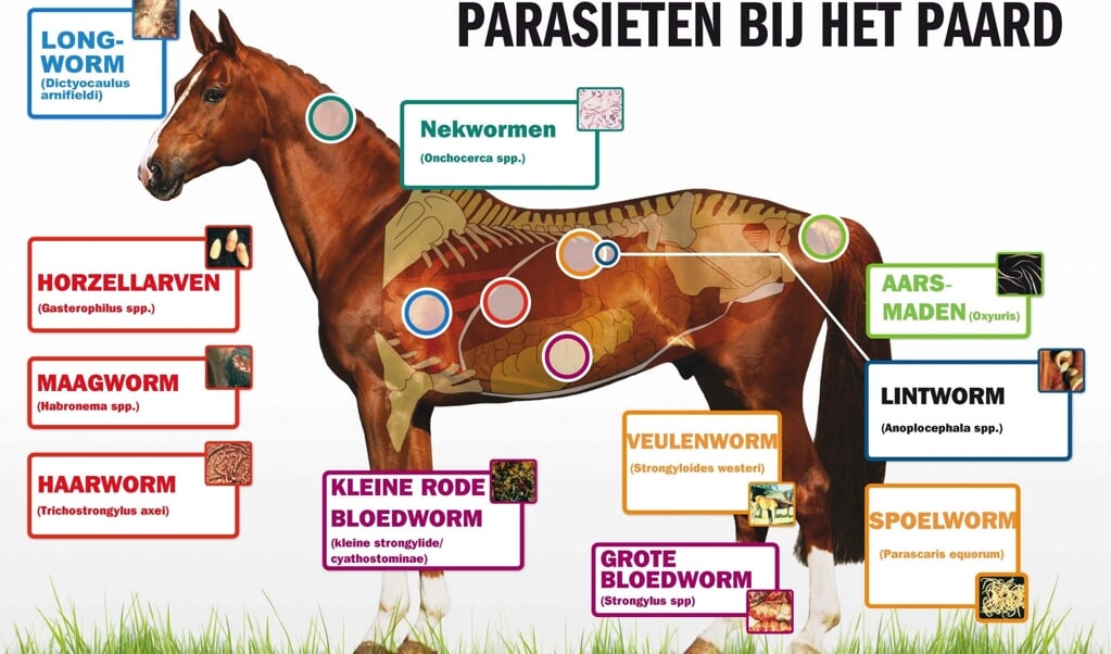 Parasieten Paard 3