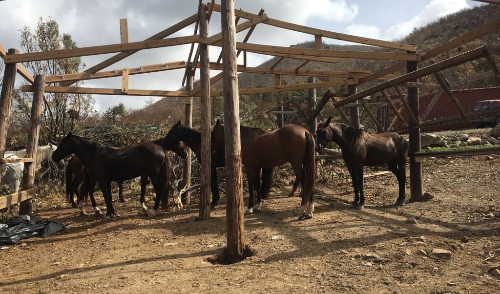 Paarden in nood op Sint Maarten