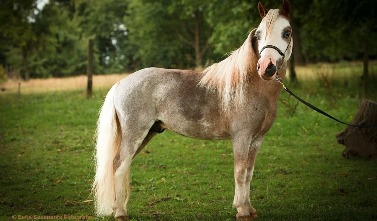 vachtkleur sabino