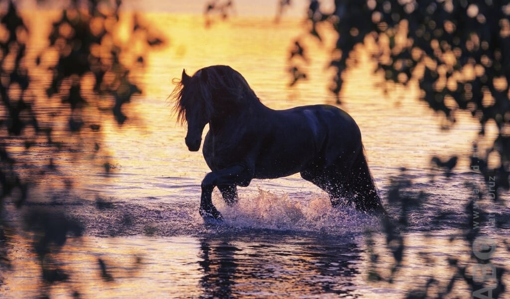 Fries paard zonsondergang