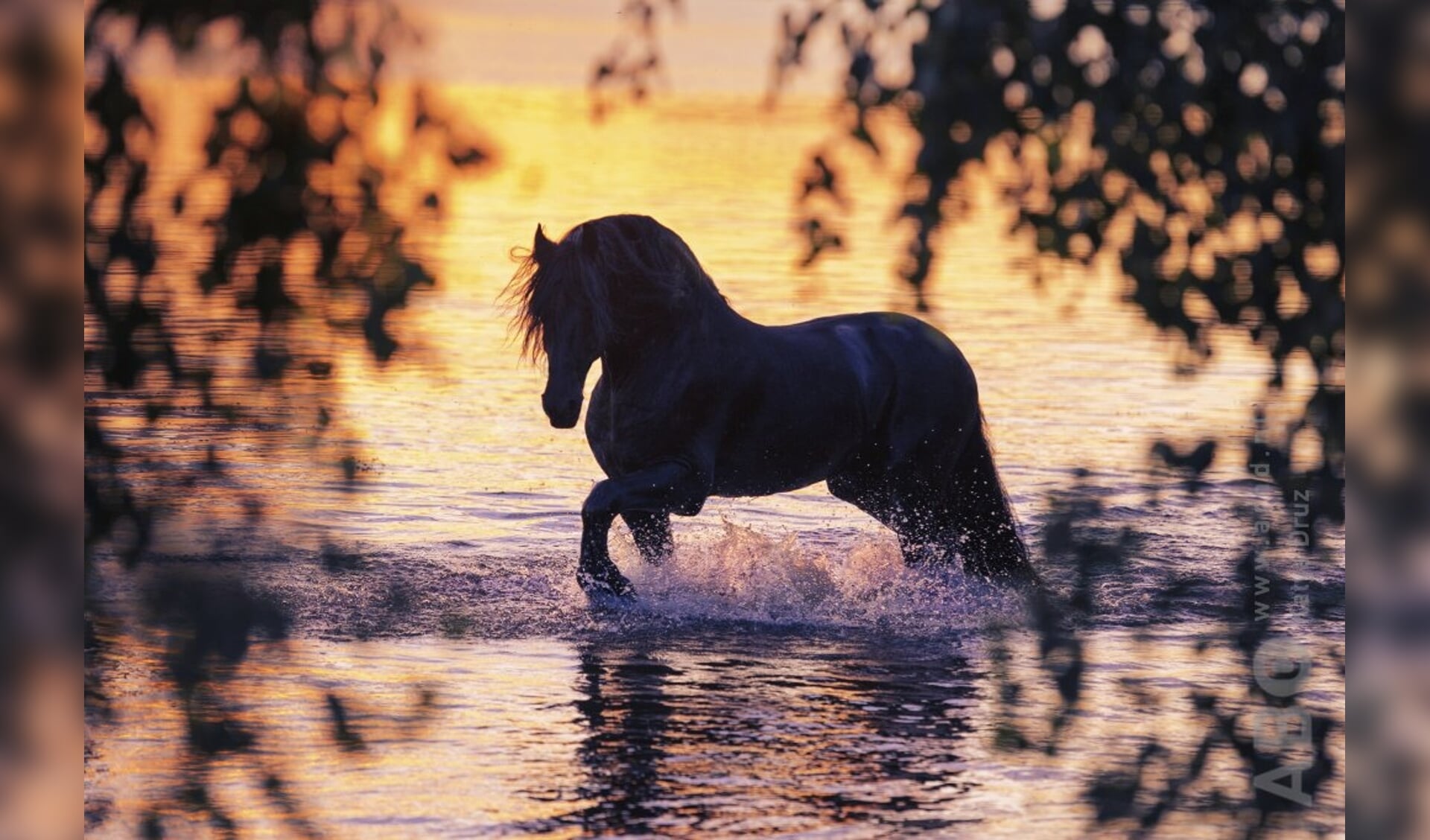 Fries paard zonsondergang