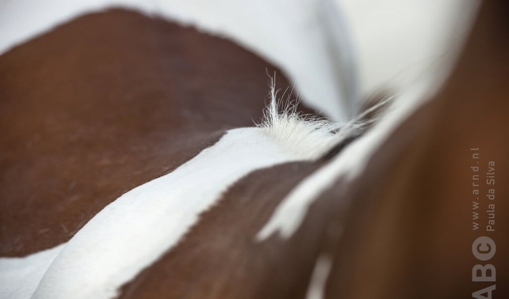 bont detail paard