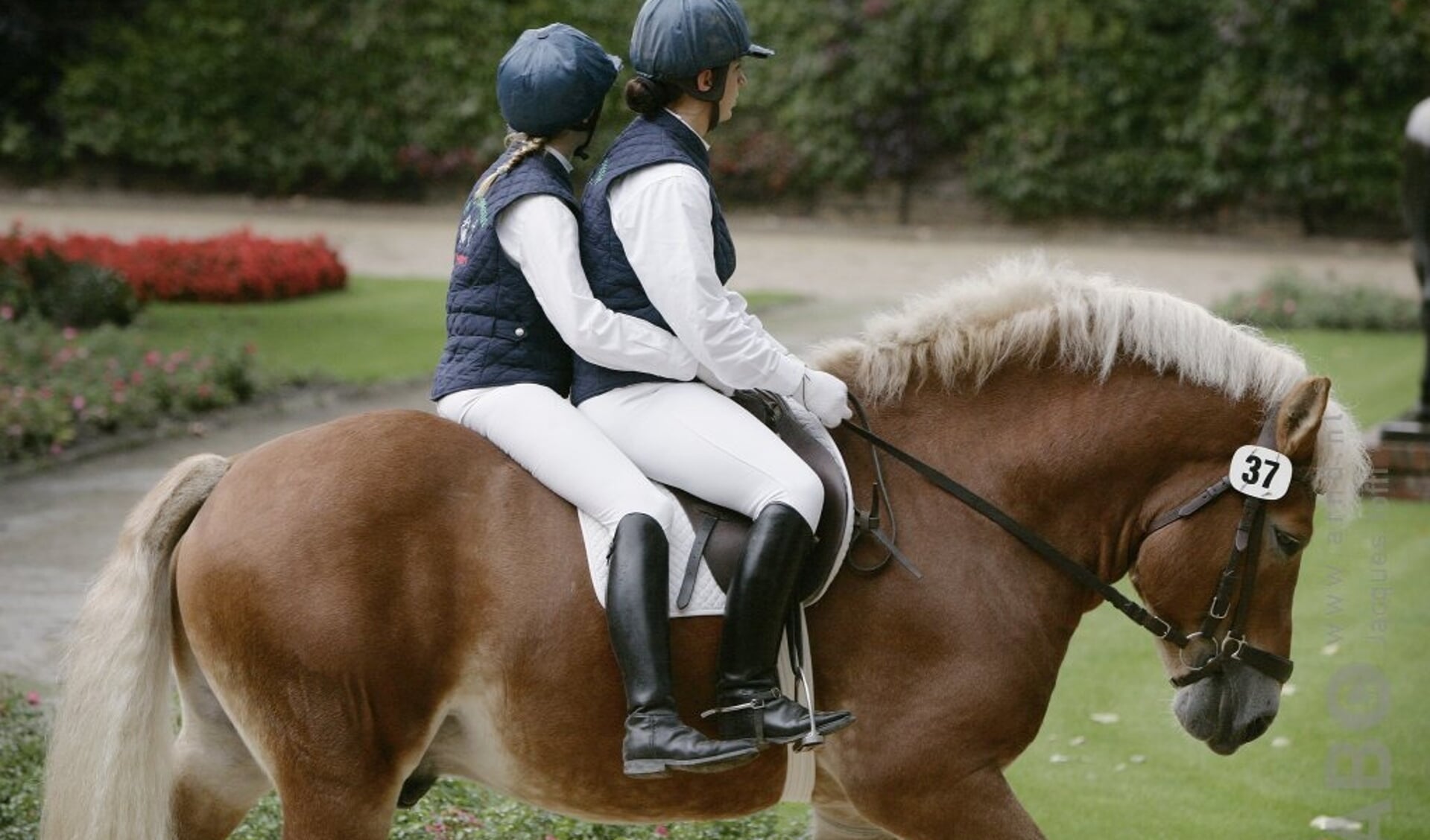 overtuigen Minachting Elektropositief Met twee mensen op één paard, not done? - Bit & Cap
