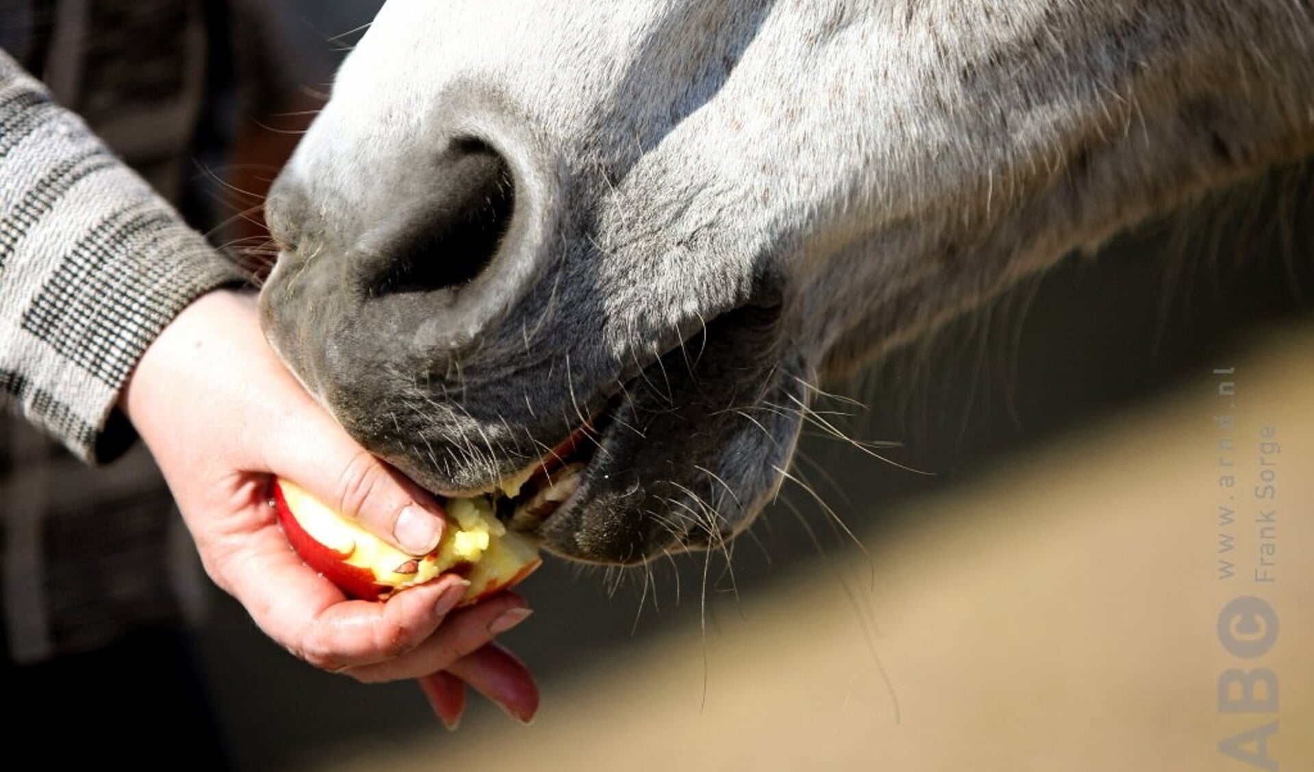 Paard eet uit hand