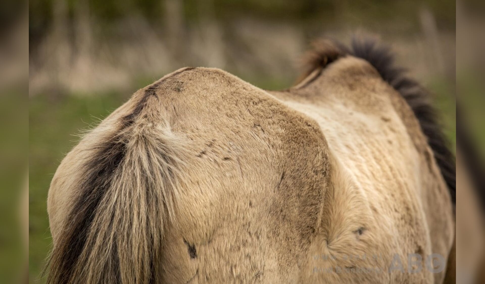 Oostvaardersplassen