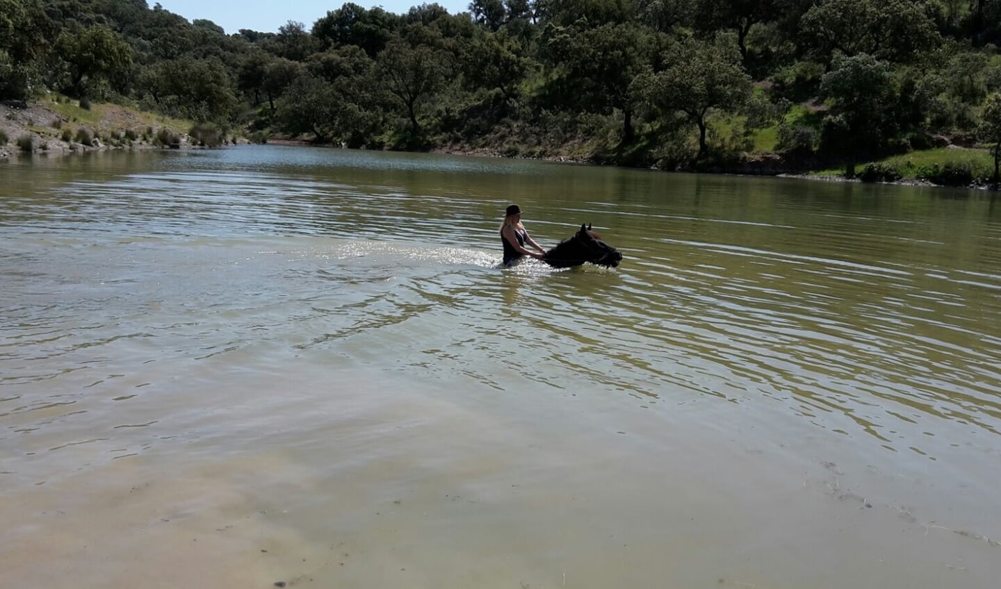 zwemmen met de rijpaarden