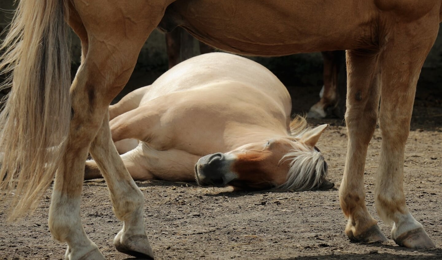 Lazy horse