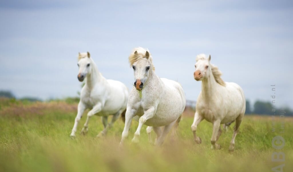 Welsh pony's