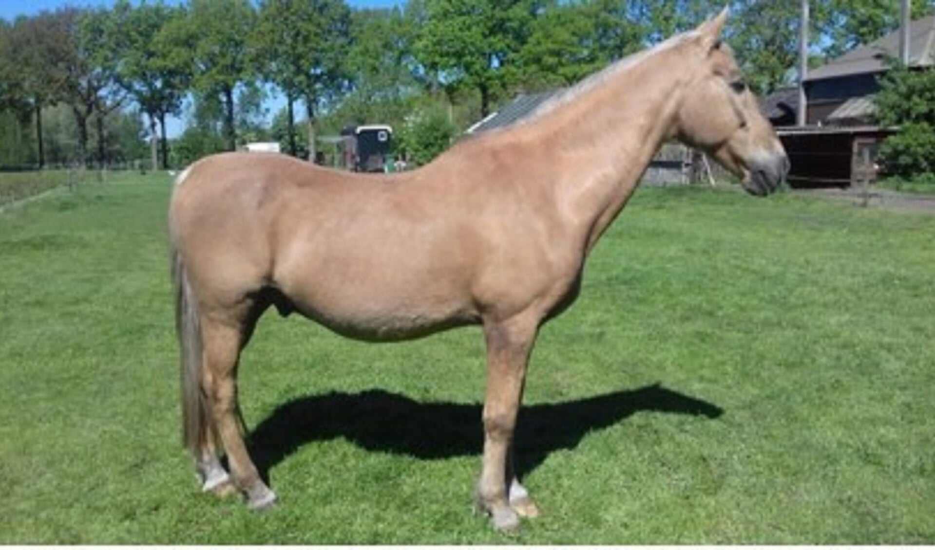Kentucky american saddlebred12