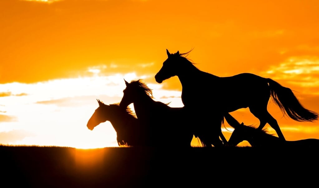 Eppertshofen, Silhouette, Pferde traben bei Sonnenaufgang ueber die Koppel