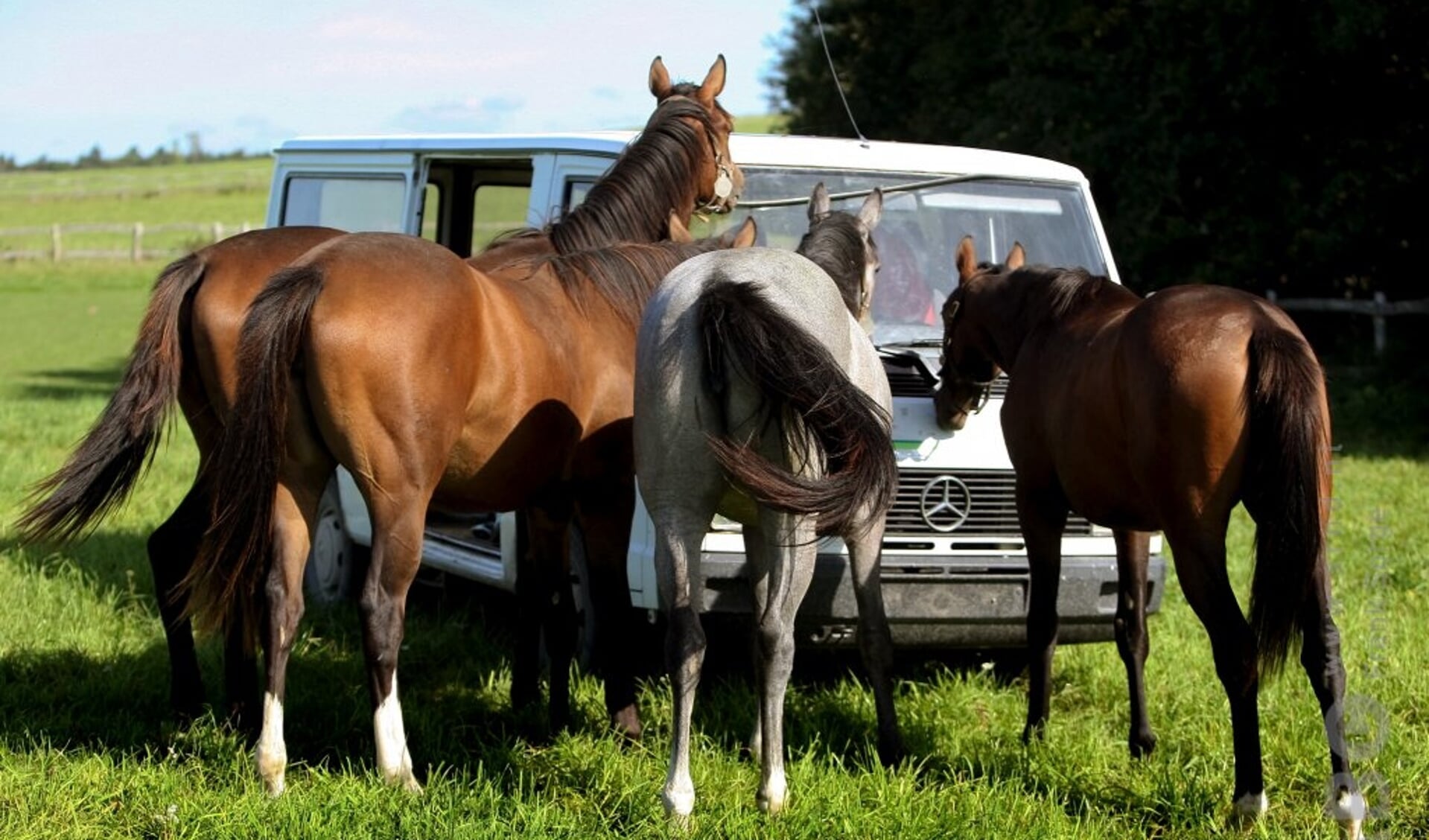 paarden bij auto