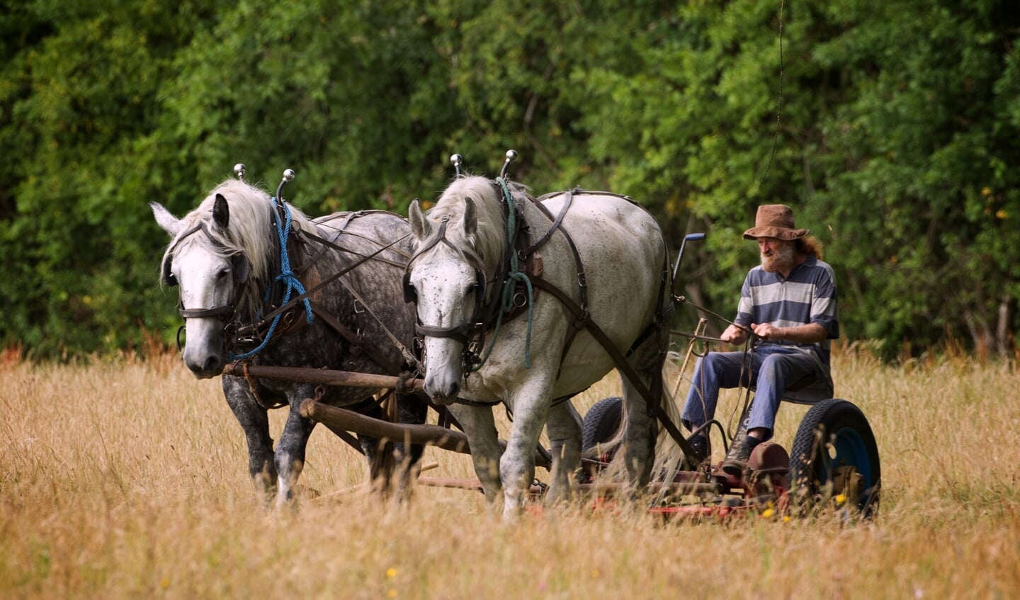Jean-Louis et Nicole Lefranc¸ois, fauchage du foin en traction animale, avec des chevaux percherons
