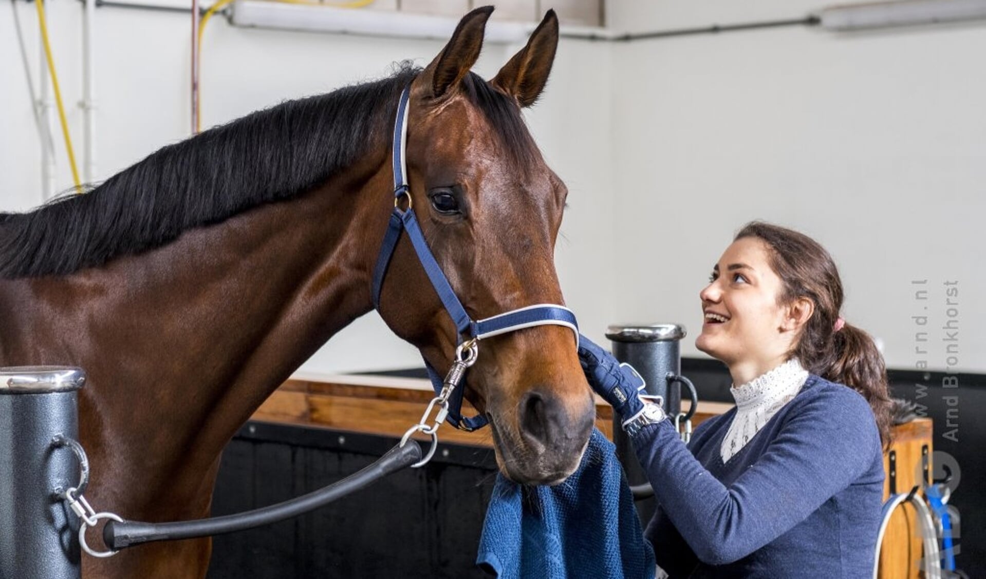 Verzorging paard