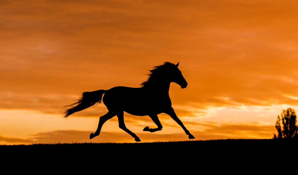 Eppertshofen, Silhouette, Pferd trabt bei Morgendaemmerung ueber die Koppel