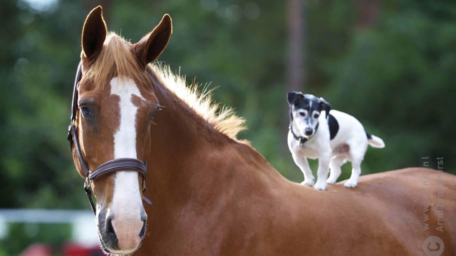 Paard en hond