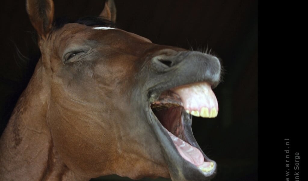 humor lachen paard